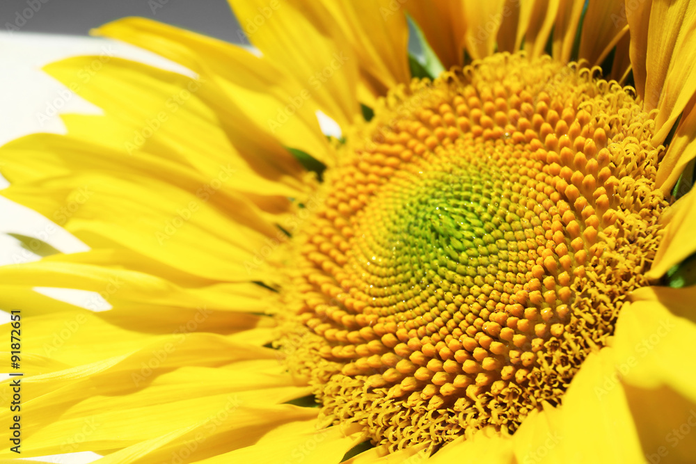 Beautiful bright sunflower close up Beautiful bright sunflower close up