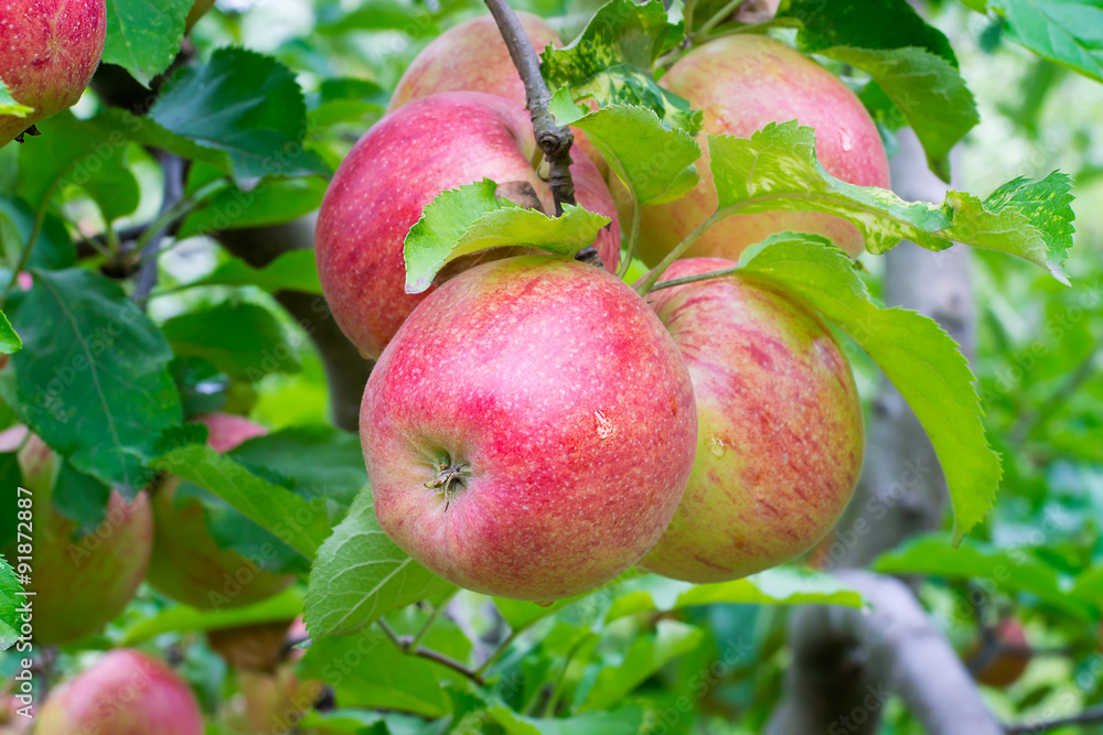 apple on the tree apple on the tree