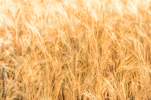 Ripe gold wheat © fotolesnik
