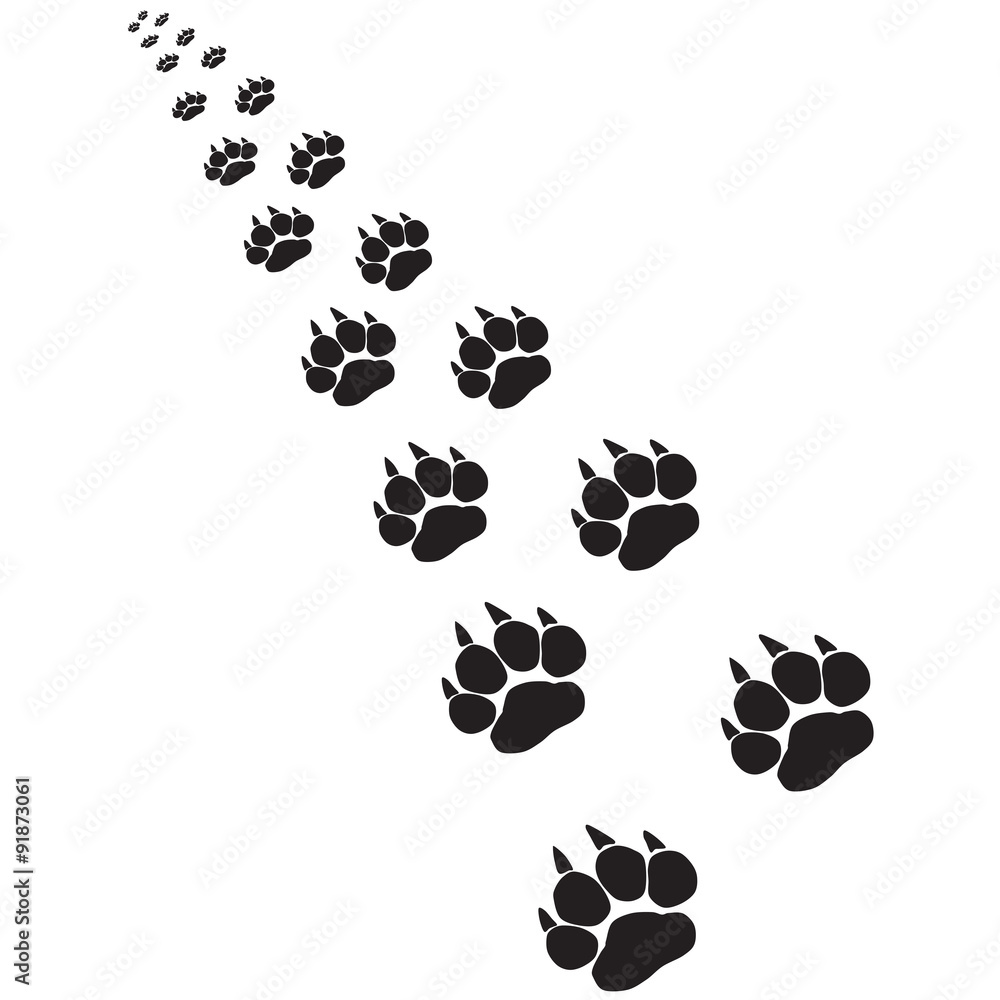Fototapeta premium Footprints of a big cat