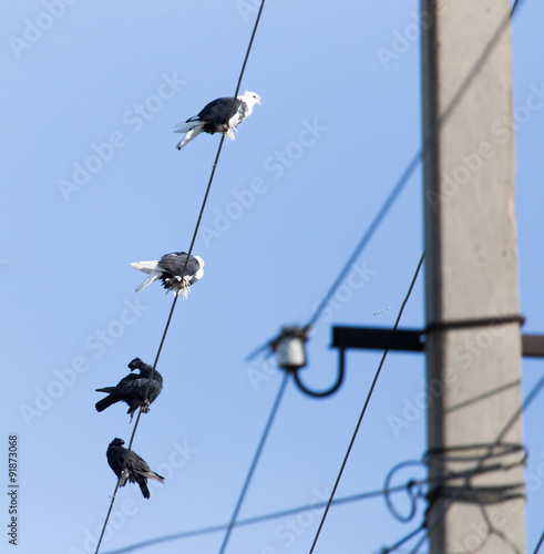 Dove in the wire electricity