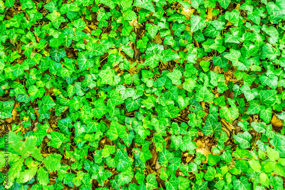 ivy green background ivy green background
