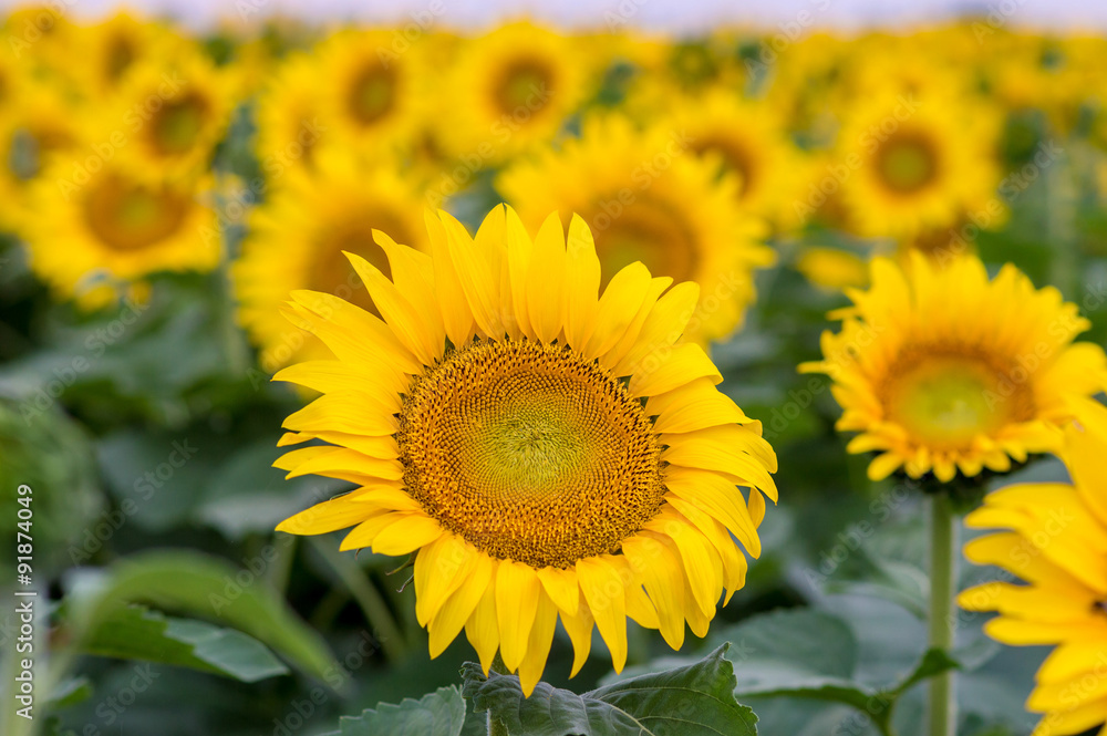 Naklejka premium helianthus