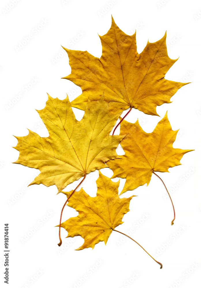 Maple leaves. Bright yellow maple leaves on a white background. Maple leaves. Bright yellow maple leaves on a white background.