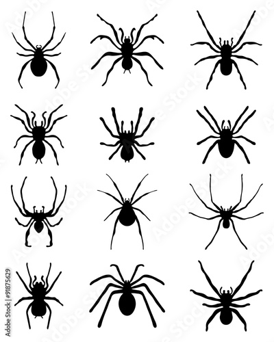 Black silhouettes of different spiders, vector