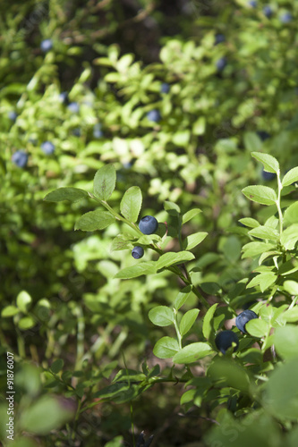 Vaccinium myrtillus bush