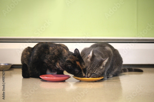 Two cats sharing a meal