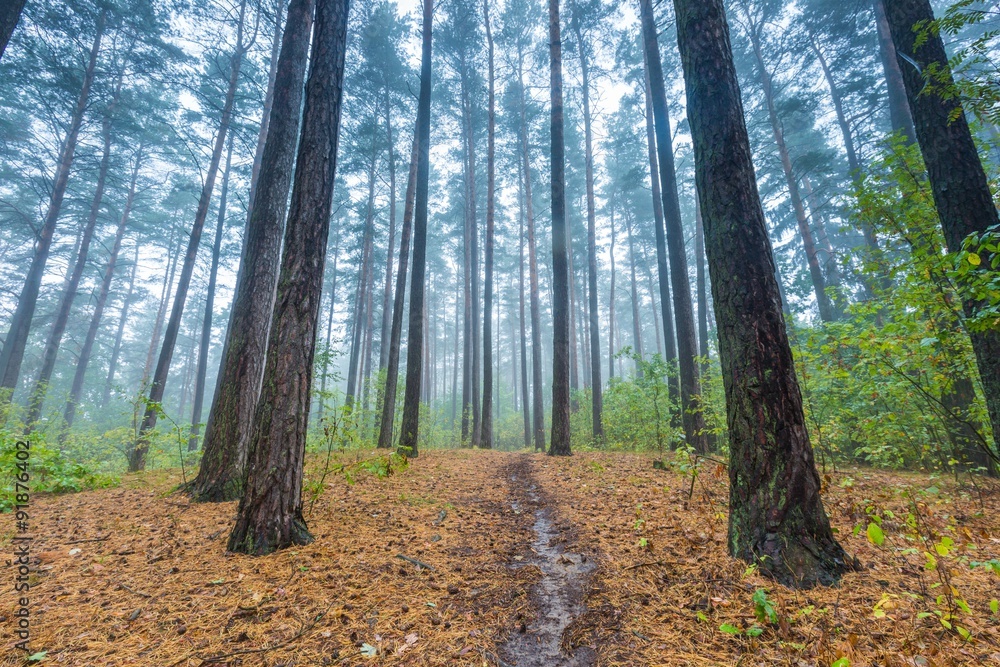 Fototapeta premium Beautiful autumnal forest landscape