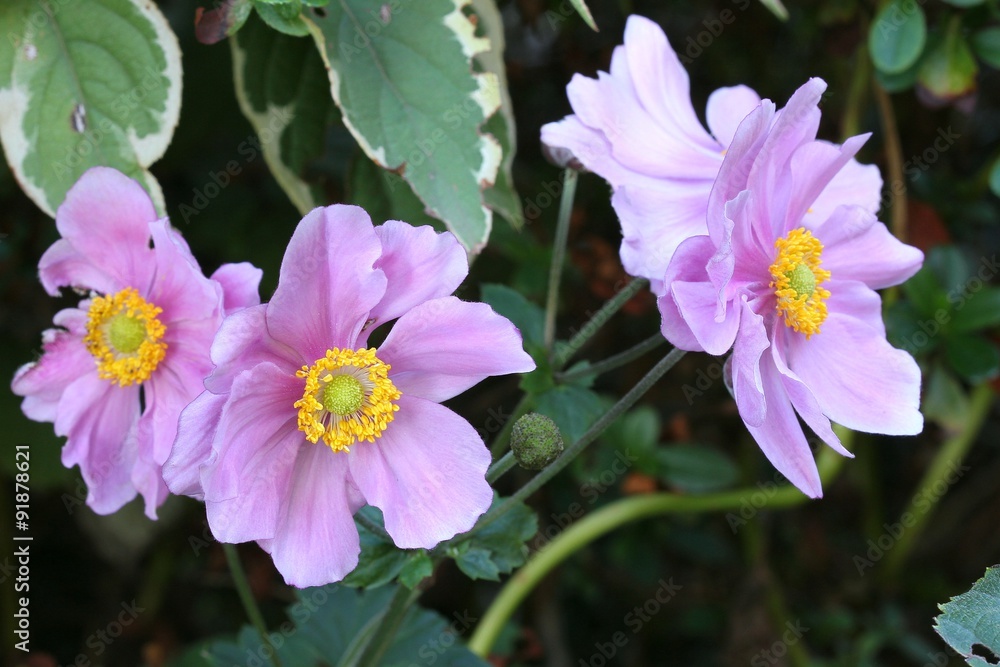 Fototapeta premium Anemone japonica