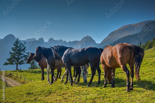Horses in the Alpine meadow Uskovnica