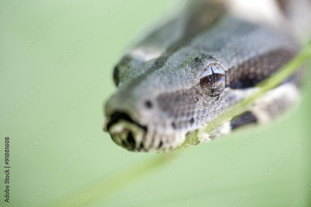 head of the boa constrictor in a natural environment head of the boa constrictor in a natural environment