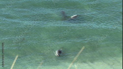 CU swimming elephant seals