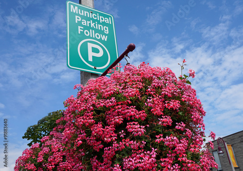 municipal beautification, hanging floral basket on utility pole