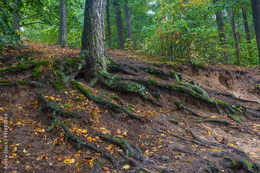Fototapeta premium Roots of trees in autumnal forest.