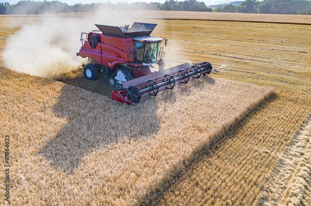 Fototapeta premium Combine working on the wheat field