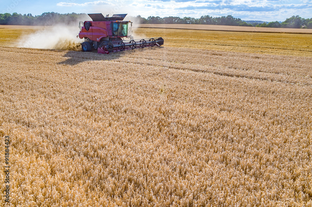Fototapeta premium Combine working on the wheat field