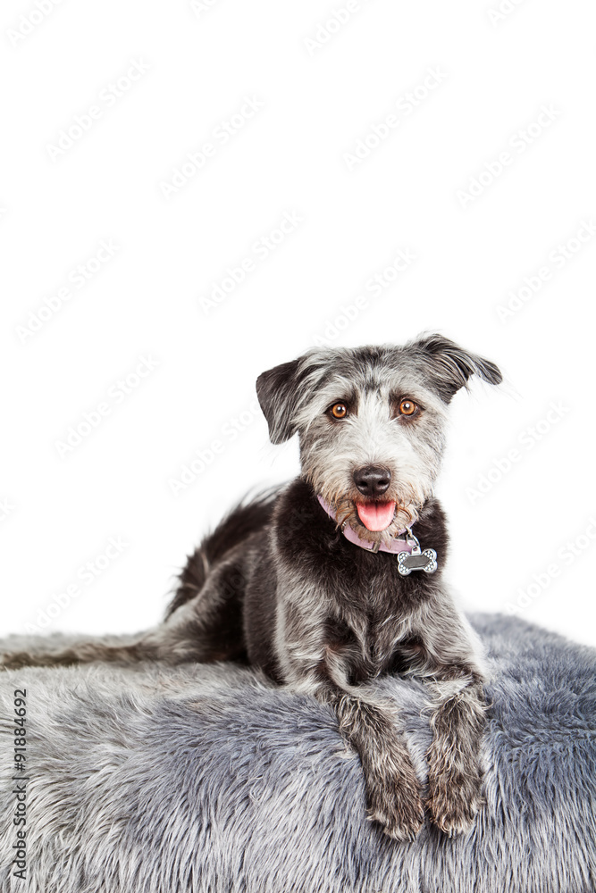 Naklejka premium Happy Crossbreed Dog Laying Vertical Copy Space