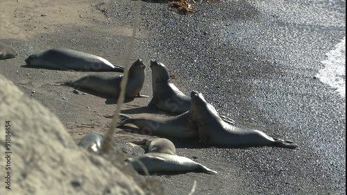 Example of elephant seals pushing
