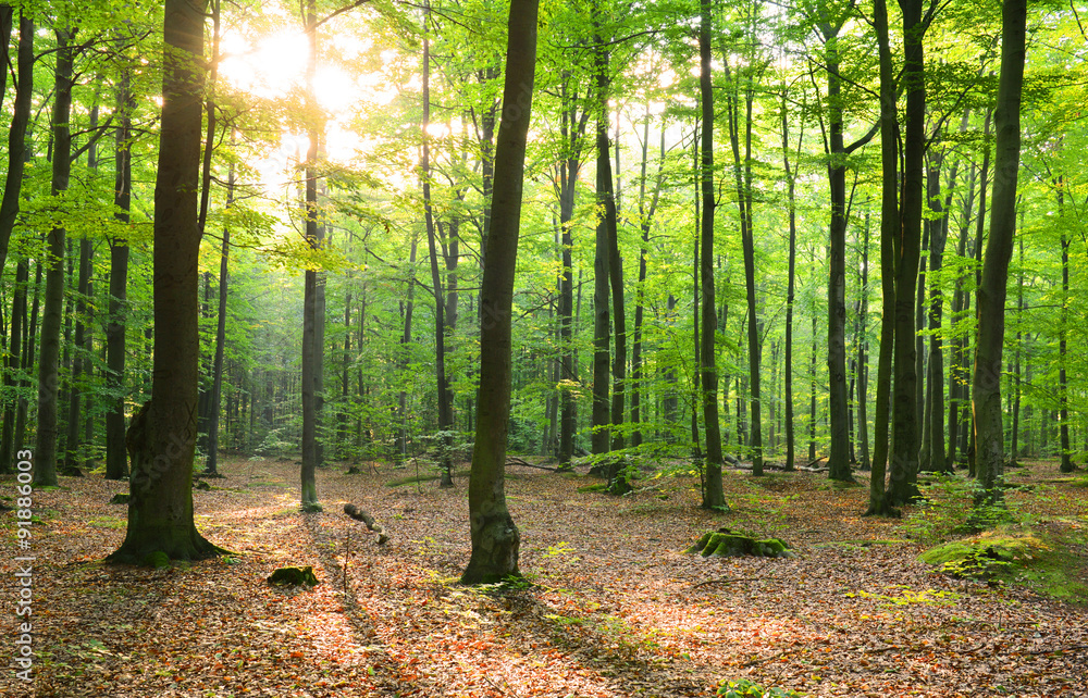 Morning in the forest Morning in the forest