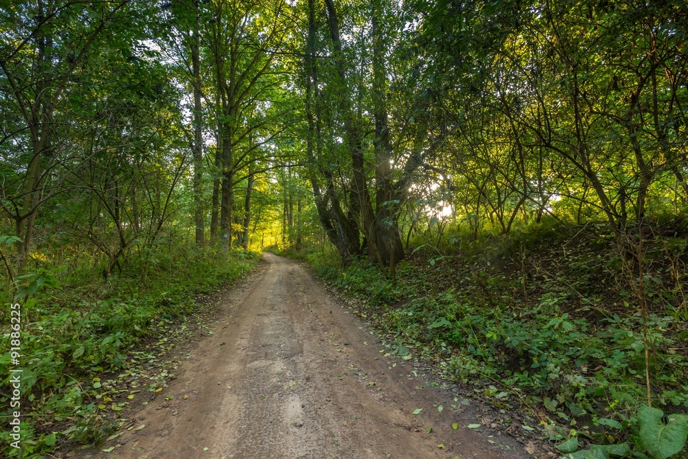 Naklejka premium Rural road with trees at sunny autumnal afternoon