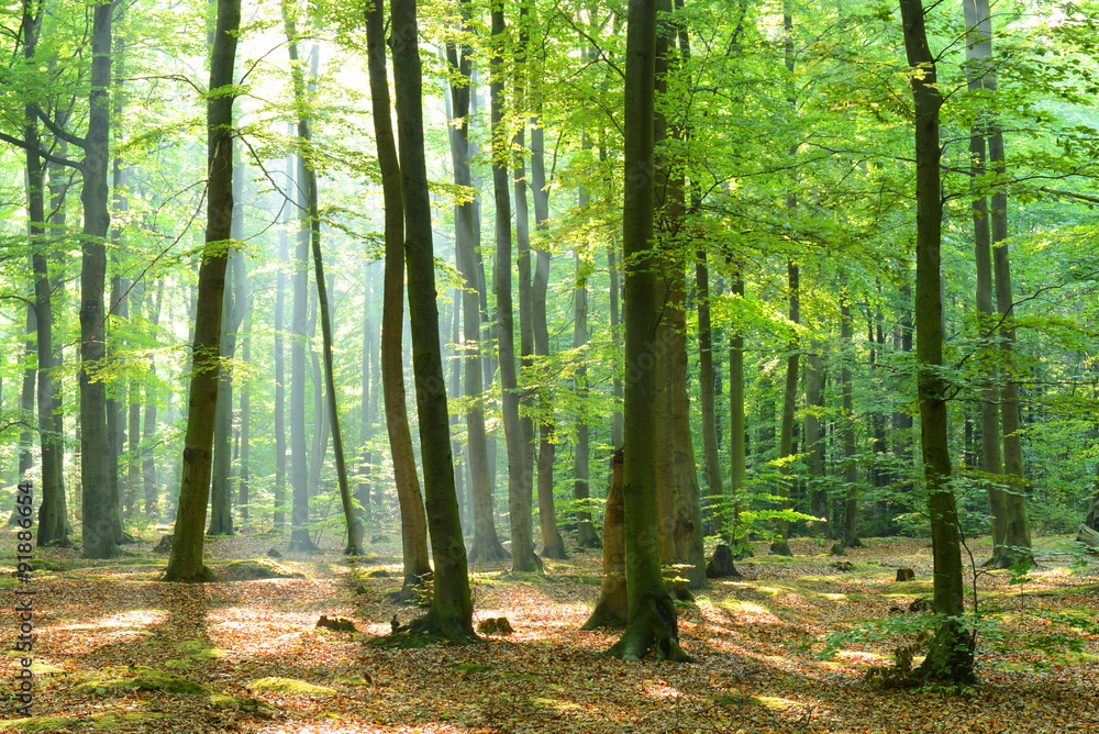 Obraz premium Morning in the forest