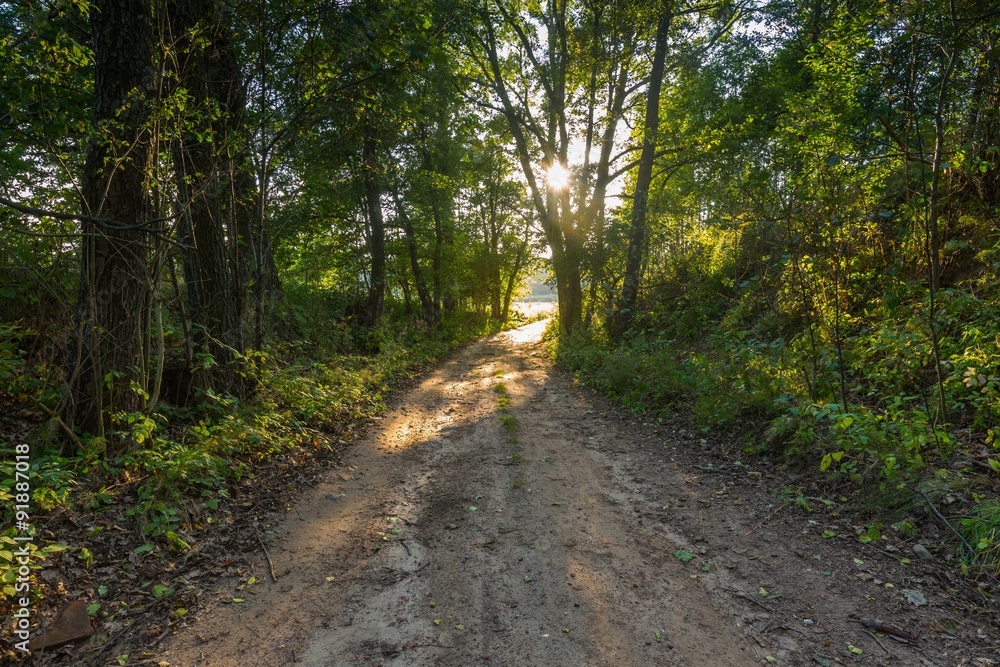 Naklejka premium Rural road with trees at sunny autumnal afternoon