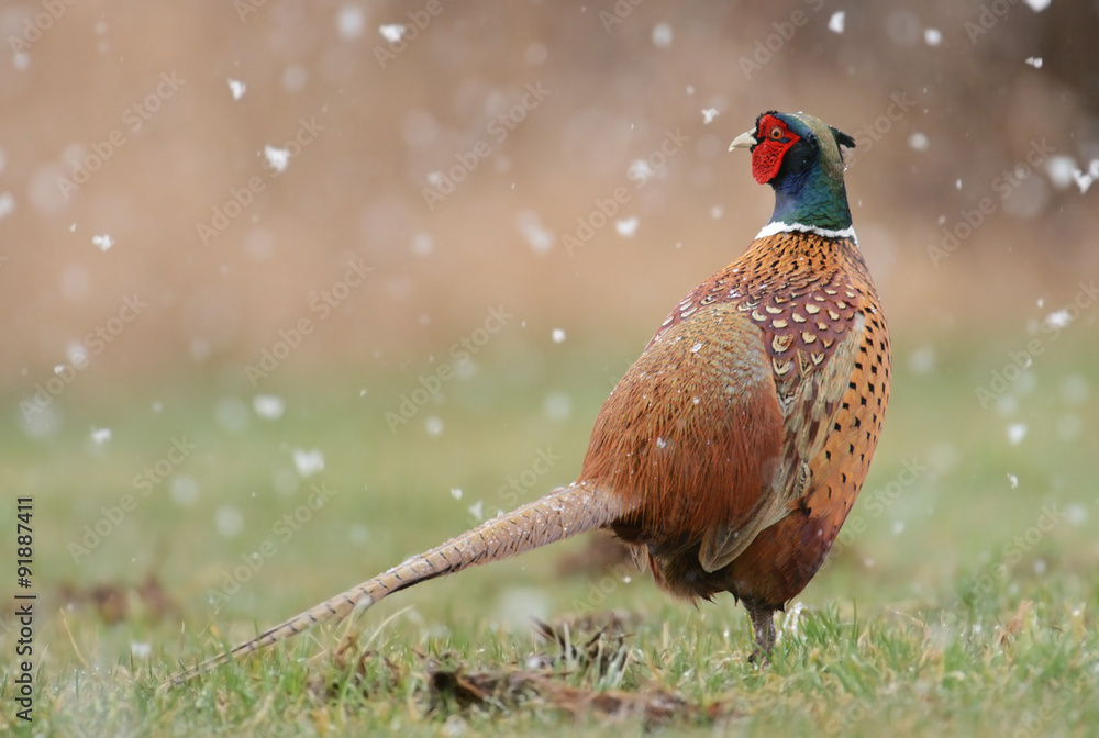 Naklejka premium Ringneck Pheasant (Phasianus colchicus)