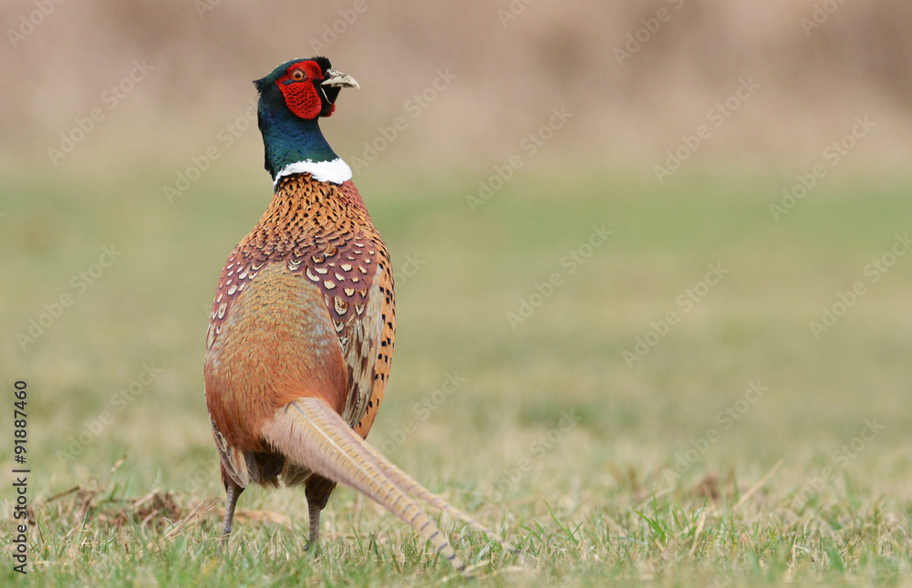 Fototapeta premium Ringneck Pheasant (Phasianus colchicus)