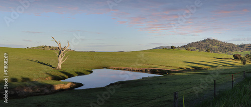 Fotografie Cockatoos roost at a watering hole Wyangala