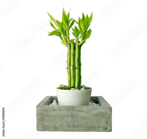 Lucky bamboo (Dracaena sanderiana) in a porcelain pot