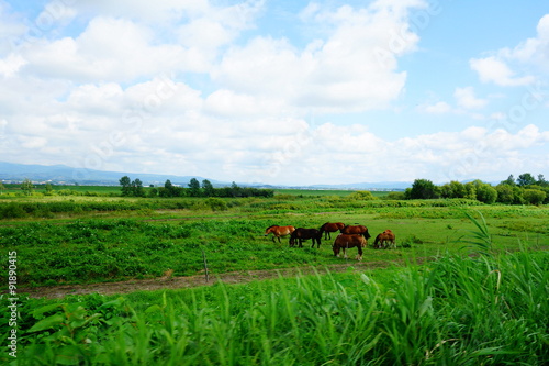 Grassland and horses