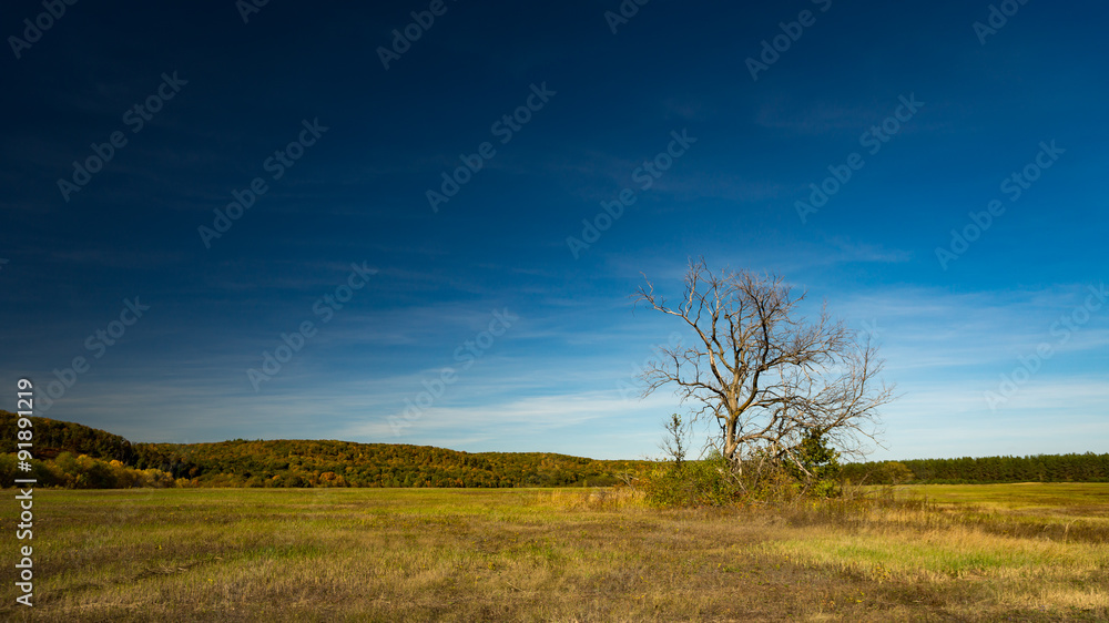 Dead tree in front of yellow trees and blue sky, Russia