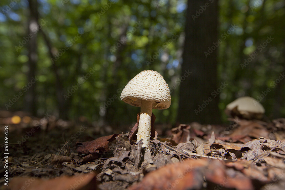 Mushrooms growing on the forest floor in North Carolina. Mushrooms growing on the forest floor in North Carolina.