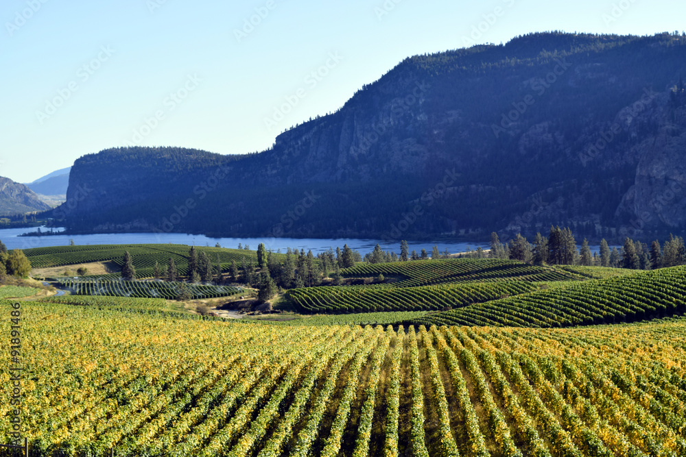 Okanagan Vineyard Winery British Columbia