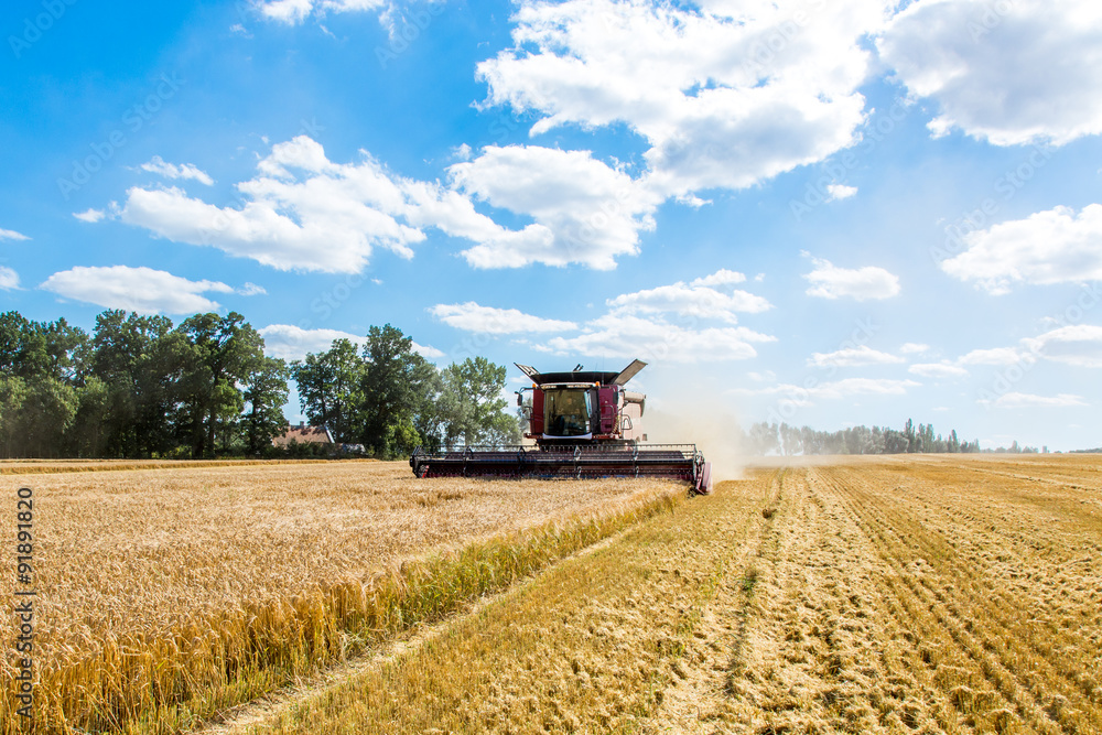 Obraz premium Combine working on the wheat field