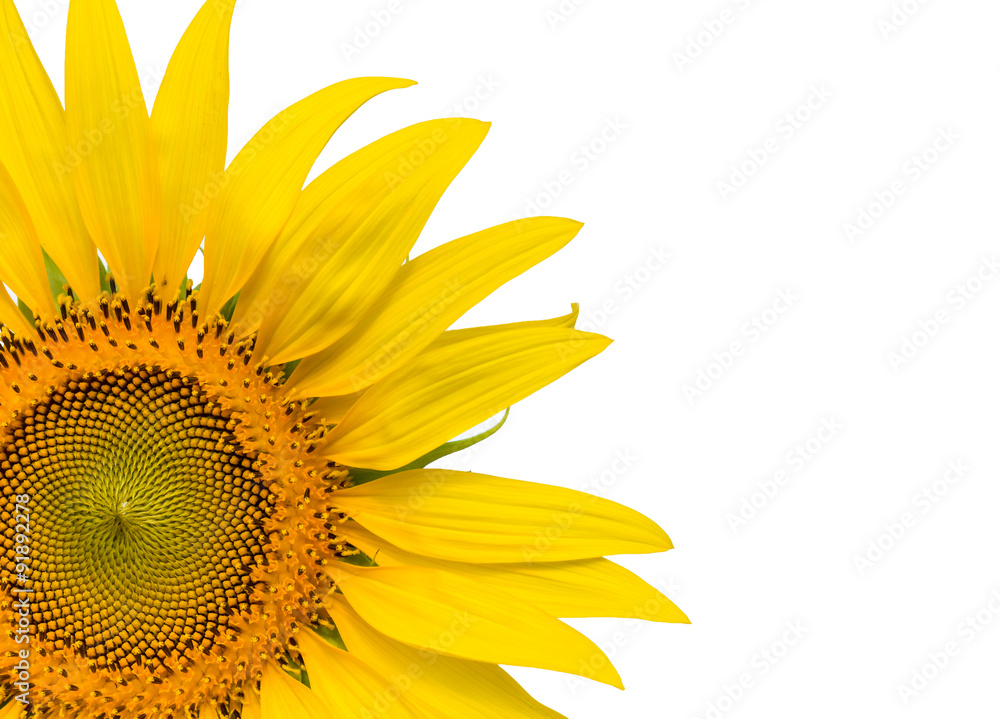 Obraz premium Closeup yellow sunflower isolated on write background