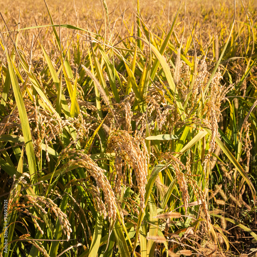 Fototapeta premium Rice field macro