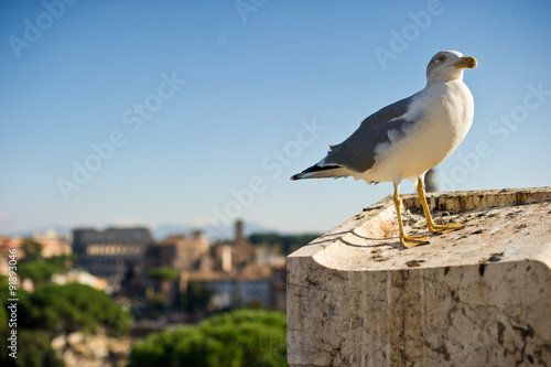 Чайка на здании Рима летним днём