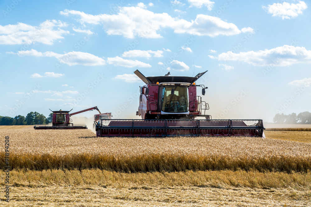 Fototapeta premium Combine working on the wheat field