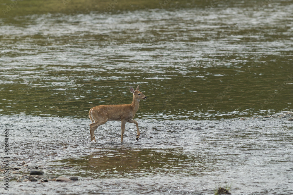Doe in shallow water. Doe in shallow water.