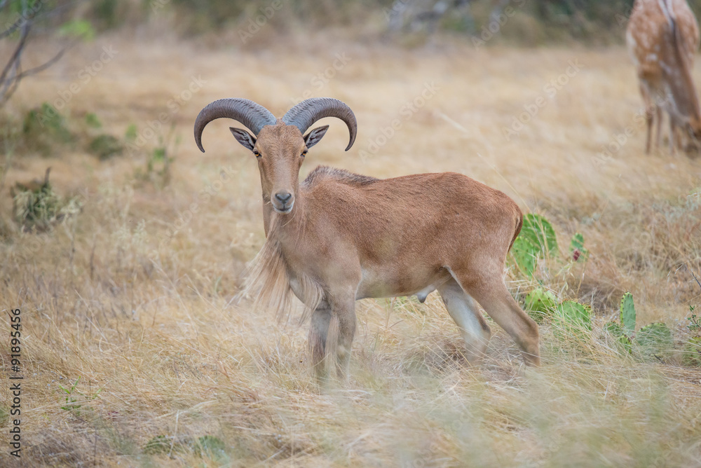Fototapeta premium Aoudad Ram Broadside