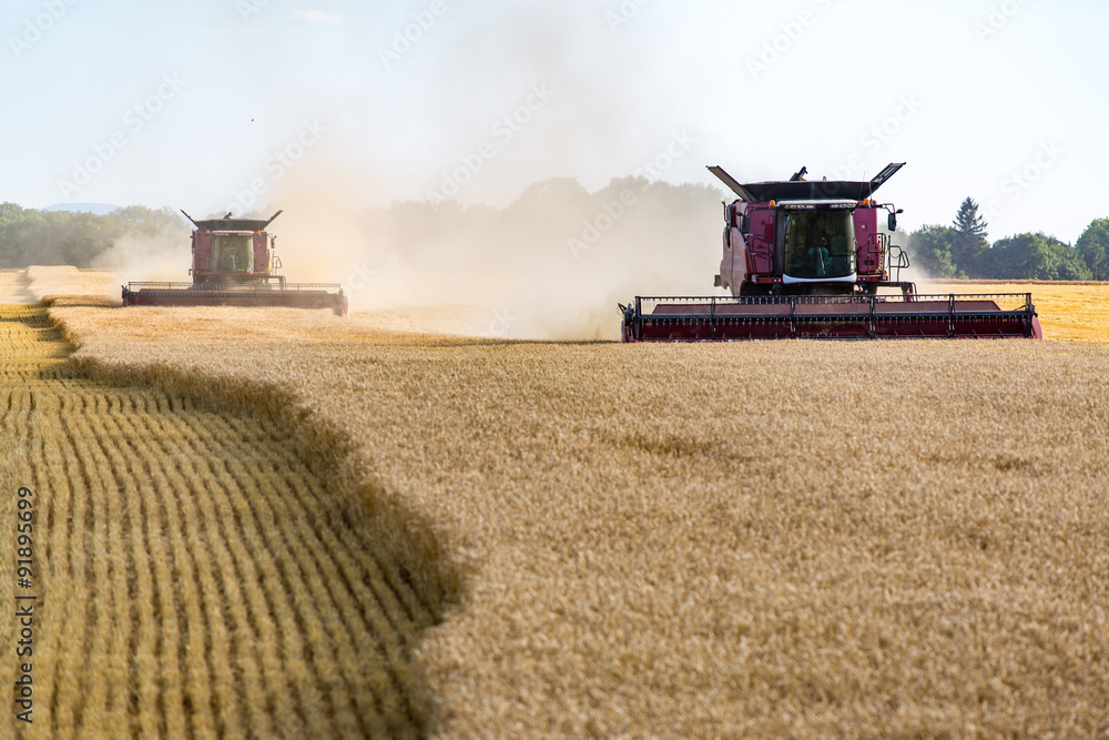 Fototapeta premium Combine working on the wheat field