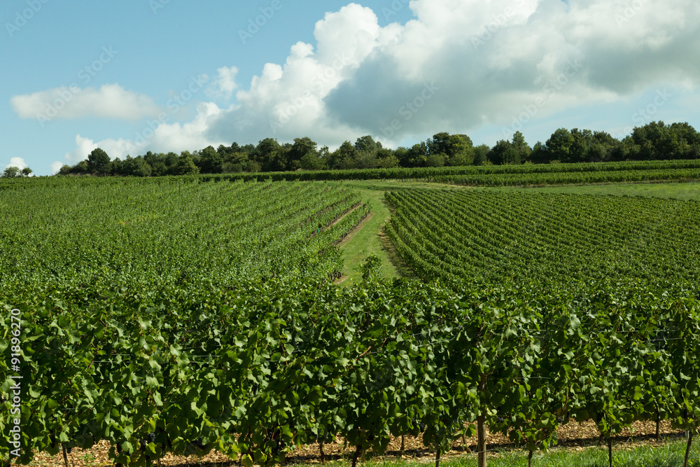 vineyards in the Burgundy region of France