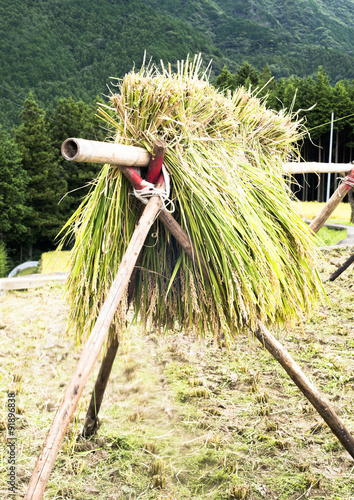 Wallpaper Mural 稲穂 Torontodigital.ca