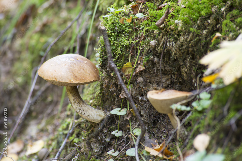 Fototapeta premium brown cap boletus