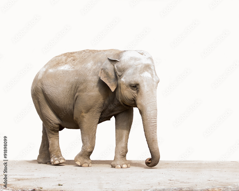 Obraz premium Indischer Elefant isoliert