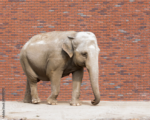 Indischer Elefant