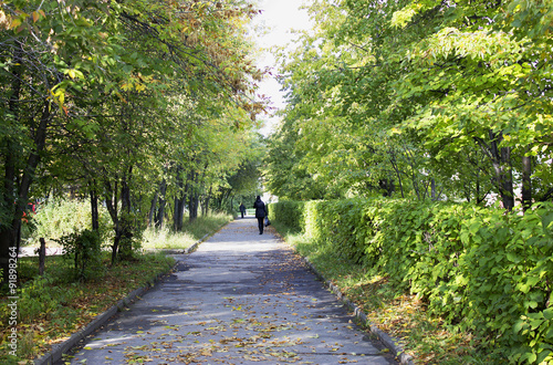 Wallpaper Mural street sunny summer green urban walkway walk Torontodigital.ca