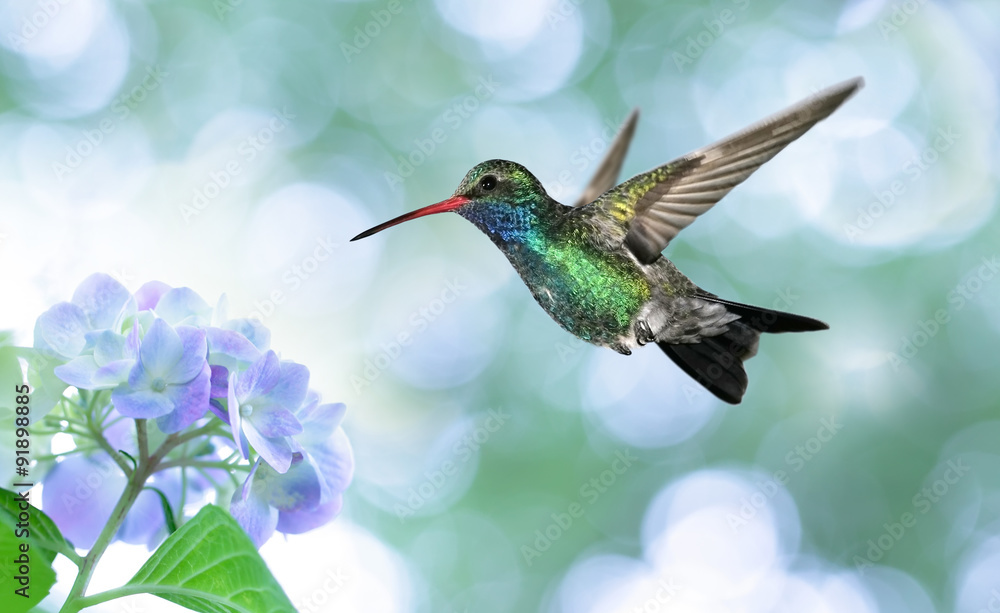 Fototapeta premium Dreamy image of a Ruby-throated Hummingbird