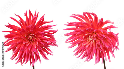 Pink dahlia flowers